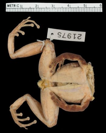 Media type: image;   Herpetology A-21975
